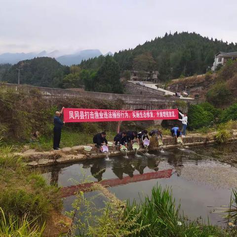 凤冈县严厉打击渔业违法捕捞行为，实施生态修复投放鱼种12000尾