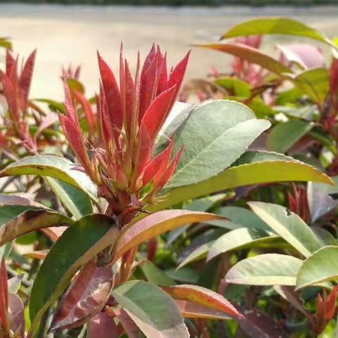 初春美丽的校园