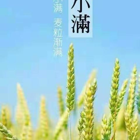 华福精鹰幼儿园二十四节气——《小满》