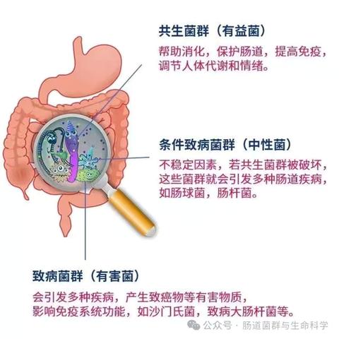 肠道菌群决定着健康