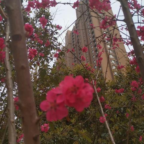 春天已到 等待归校———城关镇中心小学五年级全体师生停课不停学继续中……