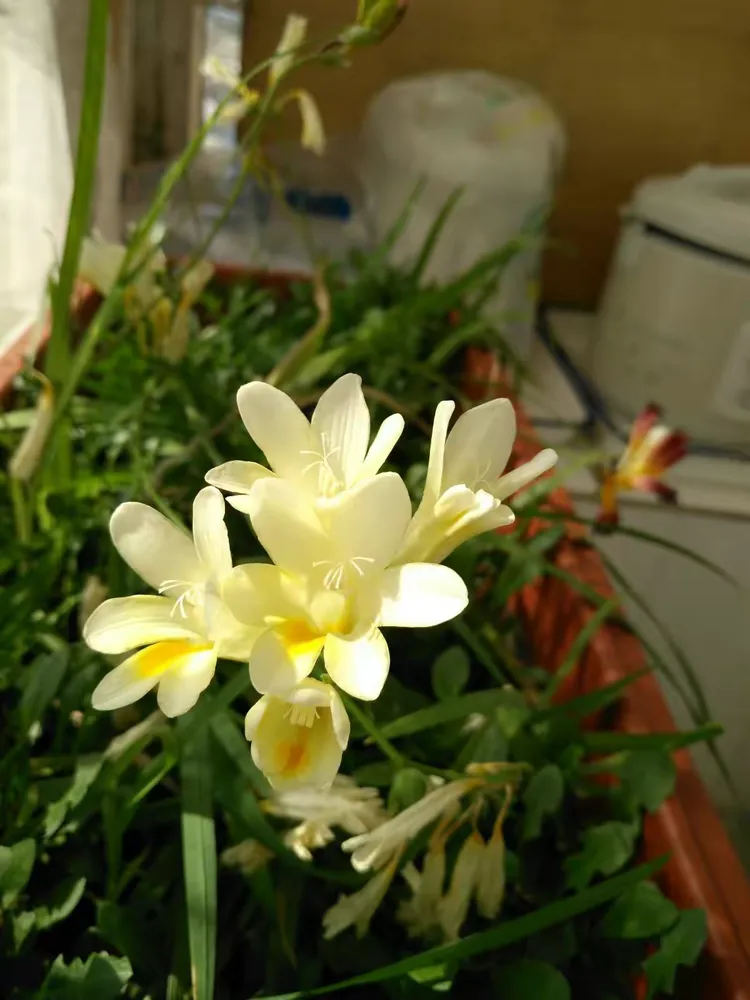 我拍摄的香雪兰花