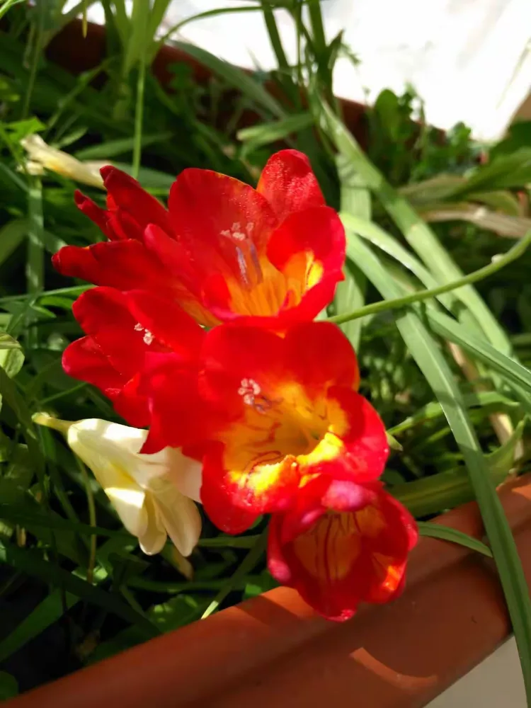 我拍摄的香雪兰花