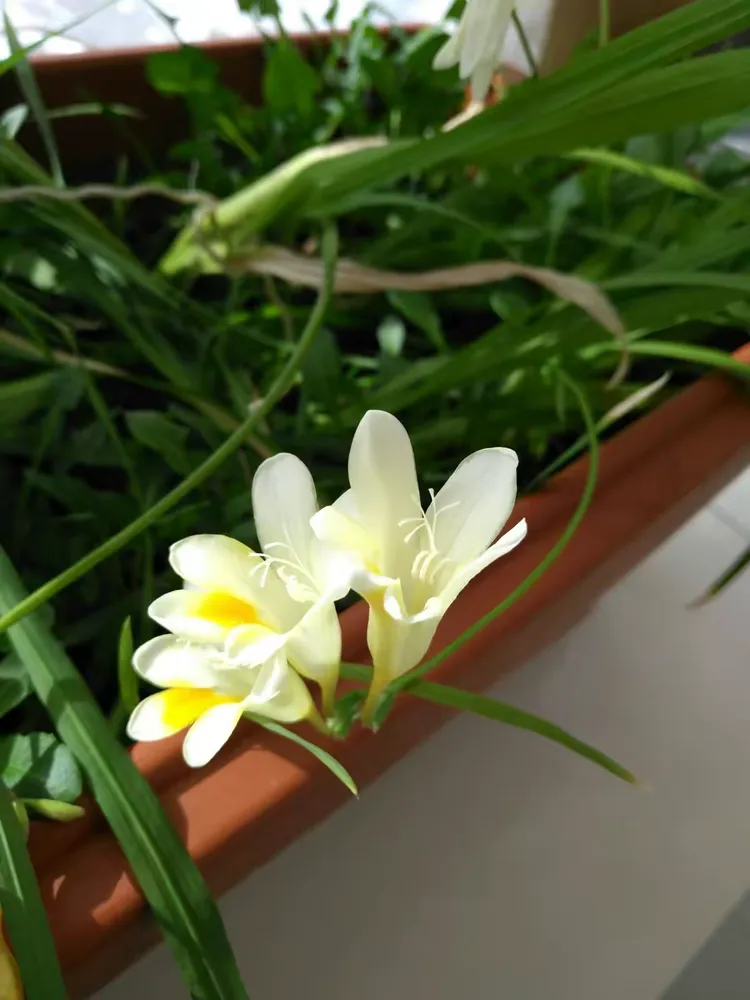 我拍摄的香雪兰花