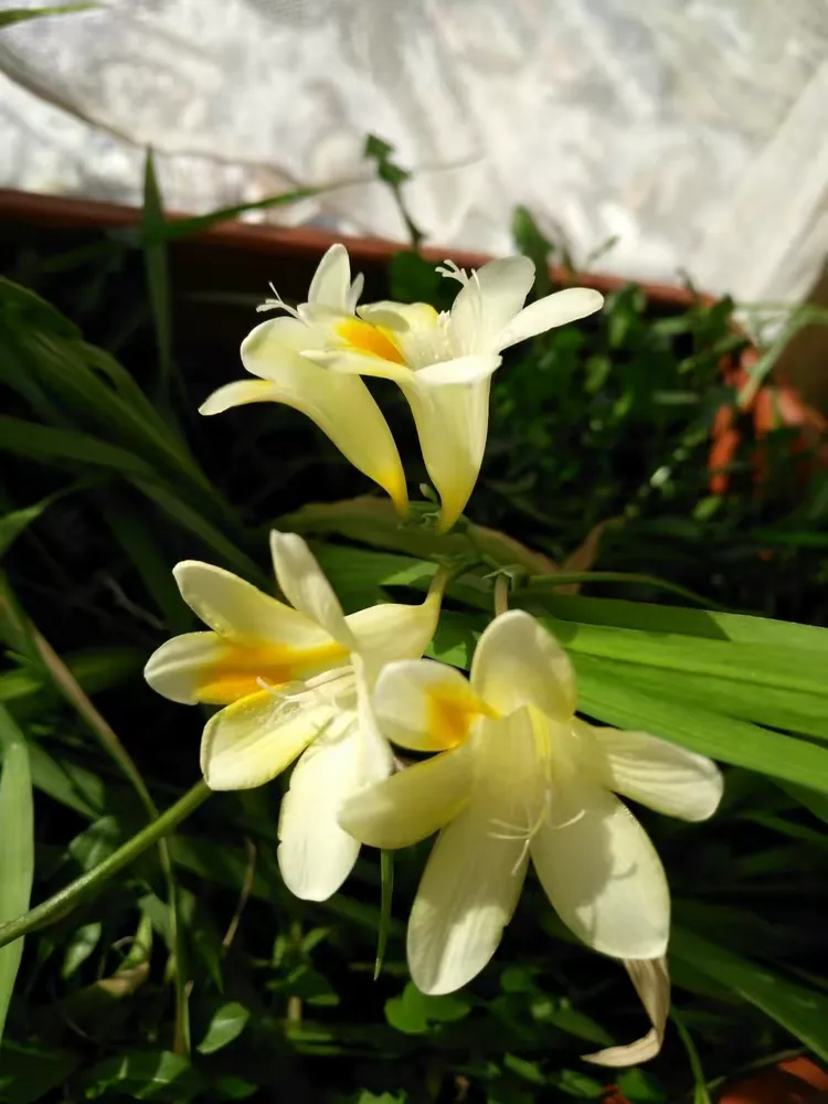 我拍摄的香雪兰花