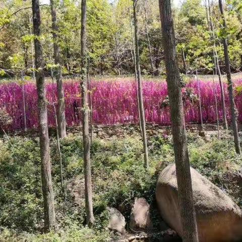 大龙山一日游