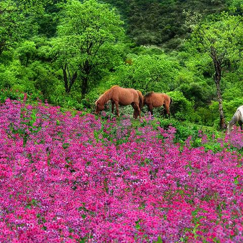 飞越岭上红军花