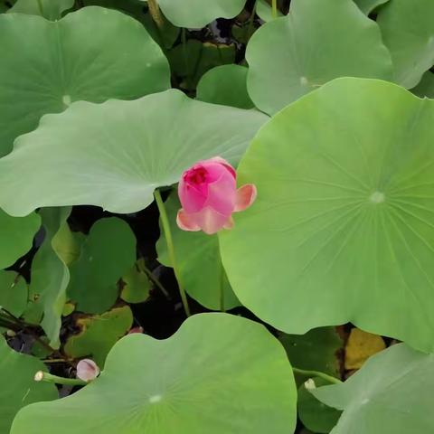 藁城区福美瑾园～荷塘美景