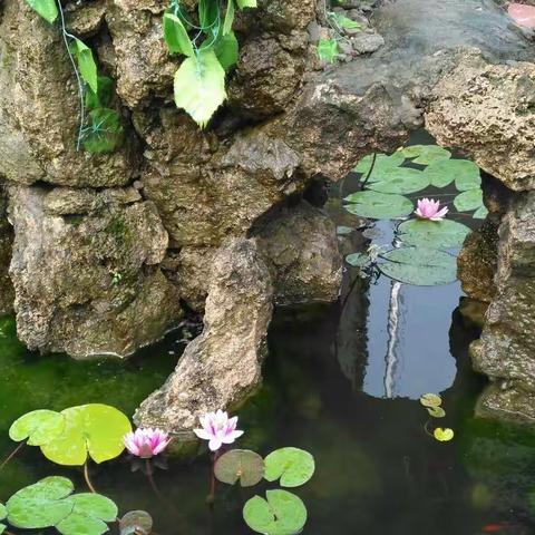 【阳光学校】竞秀区颉庄乡水碾头学校
