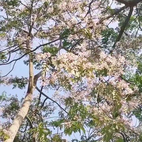 捣练子·江南五月花