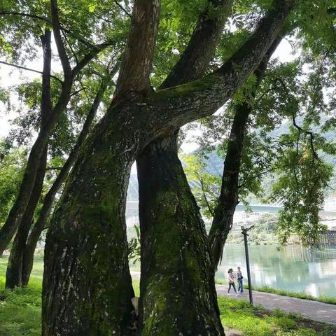 江南春·树之情