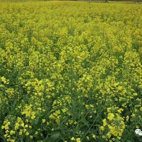 敬敬油菜花