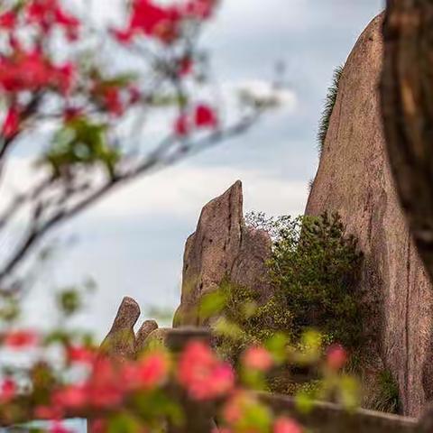 花台杜鹃