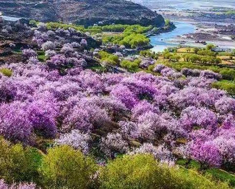原创《花草心情》