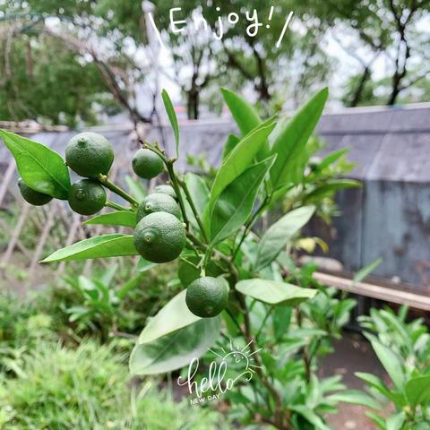 暑假亲子劳动—虽平凡但快乐