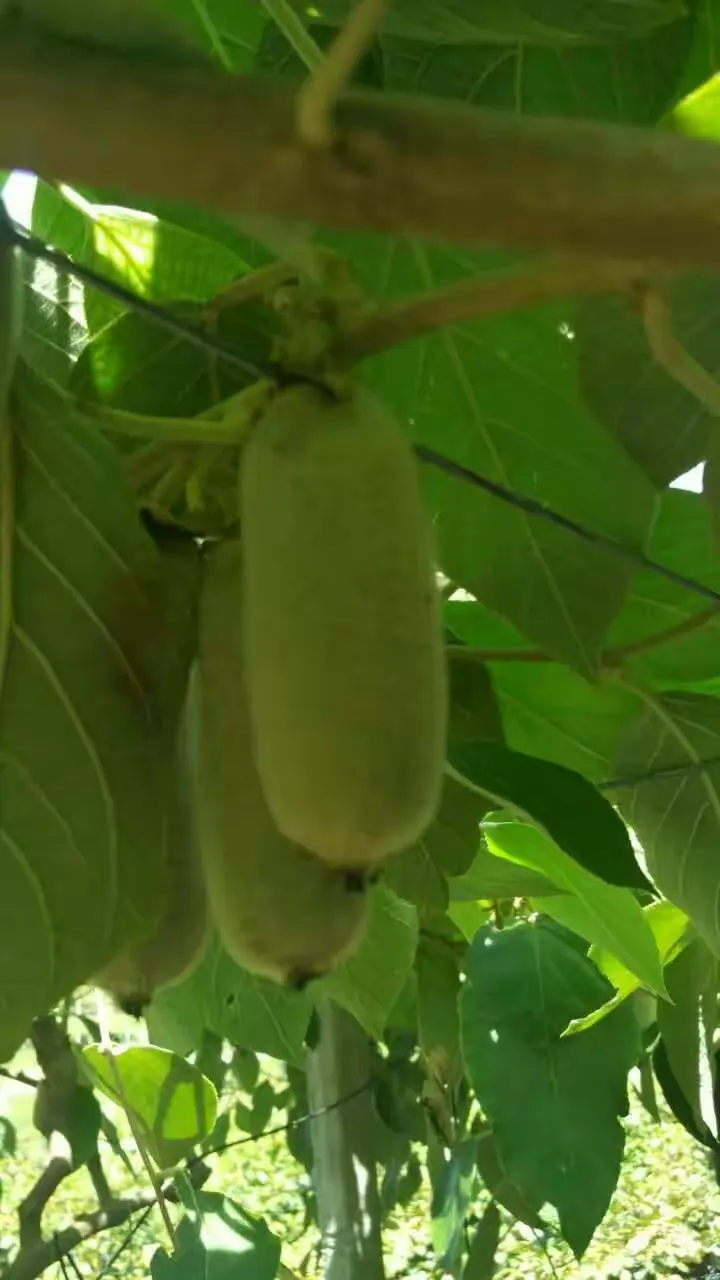 不同品种的猕猴桃（包括引进新西兰的种类）