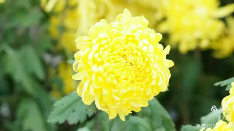 怀菊花是什么样子的