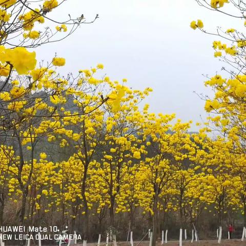 黄风铃花