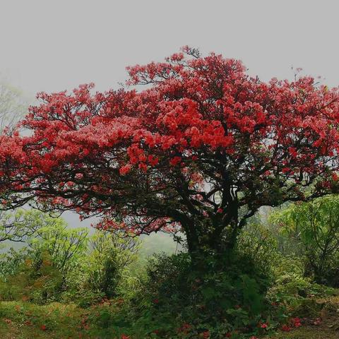 那山那花那人