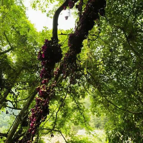 十三驴友金沟探密