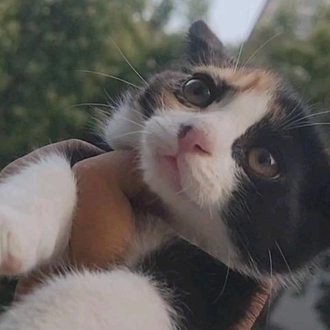 三花猫的四个孩子两个月了