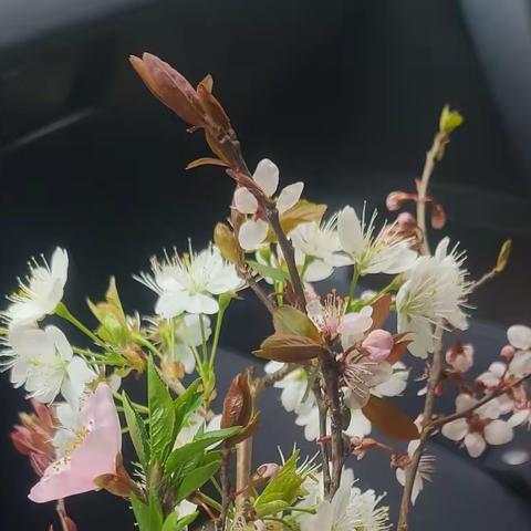 我有许多许多的吻