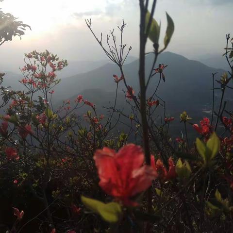 花开似火红满天，须去赤角（棋）赏杜鹃。花开花落花不尽，到此一游乐无边。