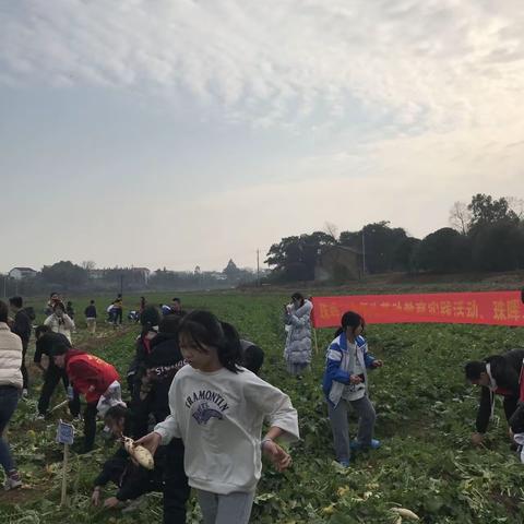 以劳明德，用赛育人——珠晖二中开展拔萝卜劳动竞赛活动