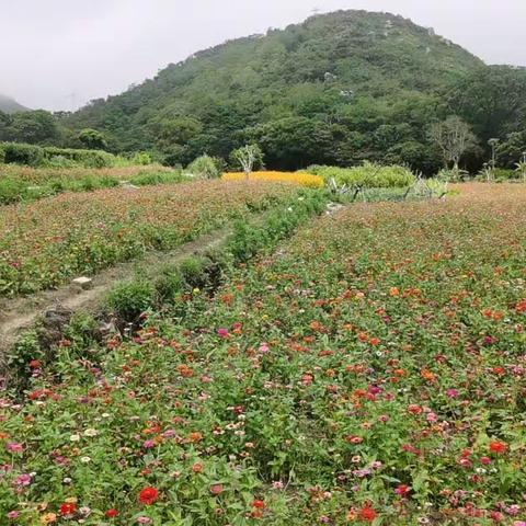 徒步后花园，欣赏花世界