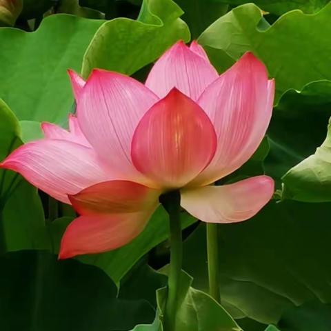 写给天堂母亲的一封信