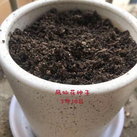 凤仙花成长过程4（9）班 潘昕妤