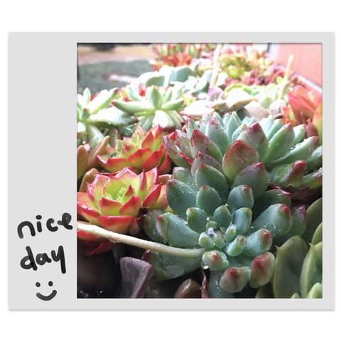 【新狮中心园】“猪”事已随风，细“鼠”那流年——2019秋季学期工作总结