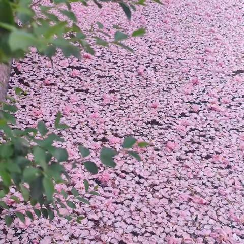 相约“期中教研” 期待春暖花开 ——郸城县实验小学实验四年级数学组期中教研活动（副本）