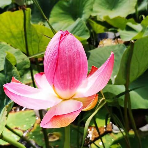 天下富锦绣中华（第244期）头兴牧业观光园美景如画《朱发摄影作品赏析》，2922.8.20