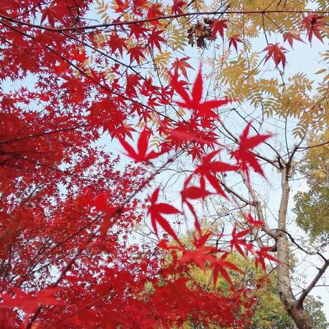 心若安好，处处是风景…