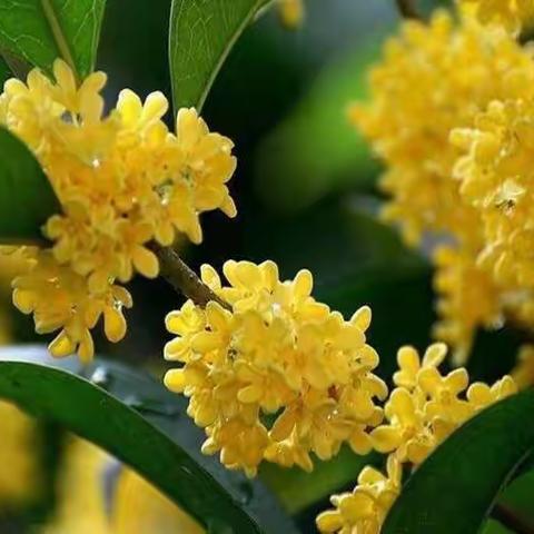 向着优秀，我们永远在路上。王岗镇北胡小学戚雪峰