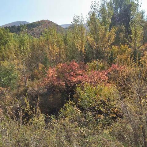 七彩秋季我们来了🚙🚗🎄🌻🍁🌾🏃🏃