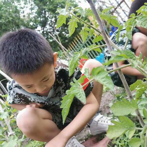 呵护自然，快乐除草——方苹果幼儿园大一班除草活动