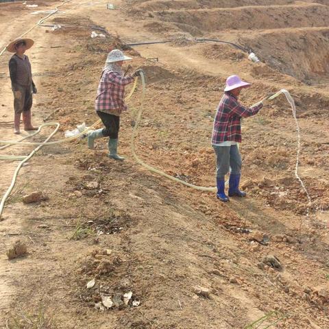 红阳农场有限公司多措并举开展抗旱保苗工作