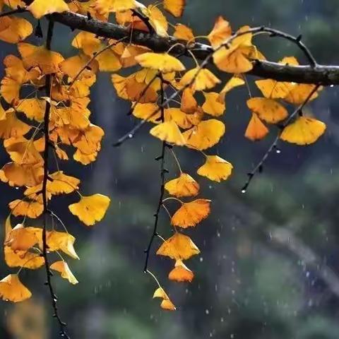 秋雨无痕.....穿透岁月的美丽