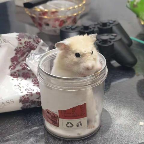 小仓鼠的暑假日记🐹