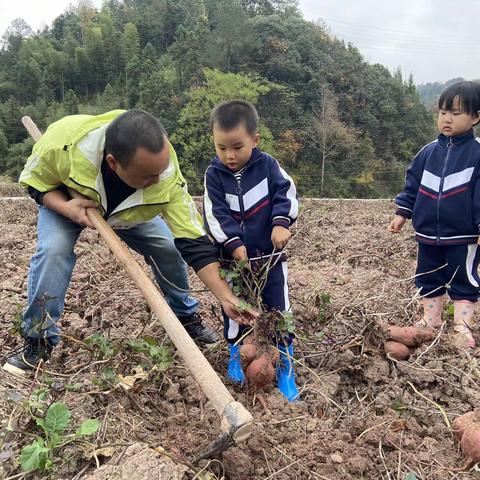 薯你最可爱，红薯乐翻天——记小七班《秋天里》主题社会实践活动