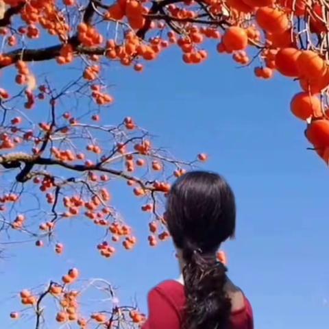 柿子红透了才最甜