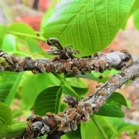 试验速递：爱秋防治介壳虫，安全又高效！