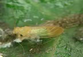 梨木虱生活习性与防治要点