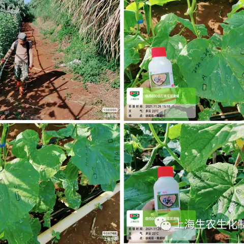 试验速递：稳挡防治青瓜斑潜蝇试验示范
