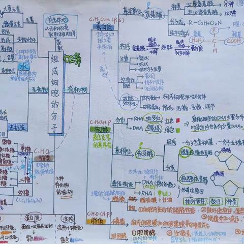 生物二轮复习知识网络框架构建学生作品