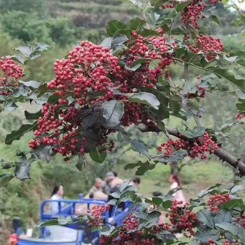 凤县农商银行双石铺支行：化汗水为动力，助力花椒采摘季