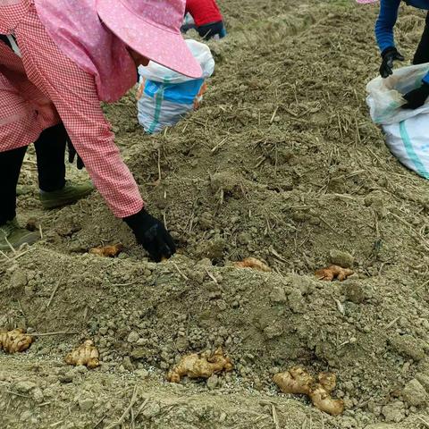 乡村振兴：牵好产业兴旺“牛鼻子”