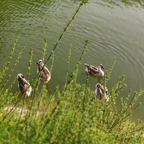 2020年的春天来了，这是一个不平凡的春天，人们透过窗户，远远眺望，春真的来了。